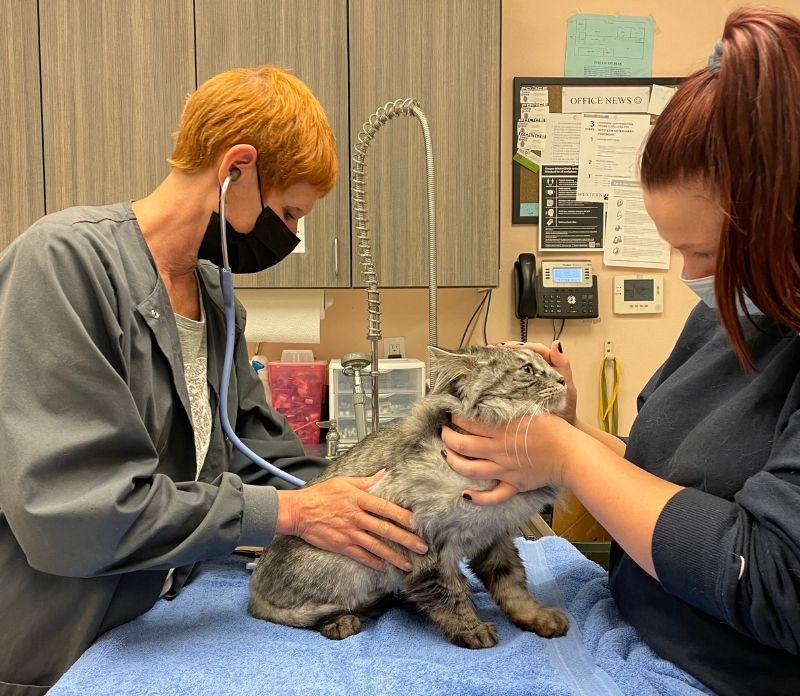 vets checks cat