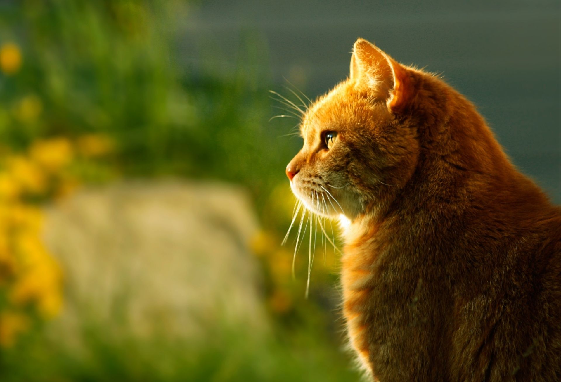 Vet Near Me Forest Grove OR 97116 Companion Pet Care