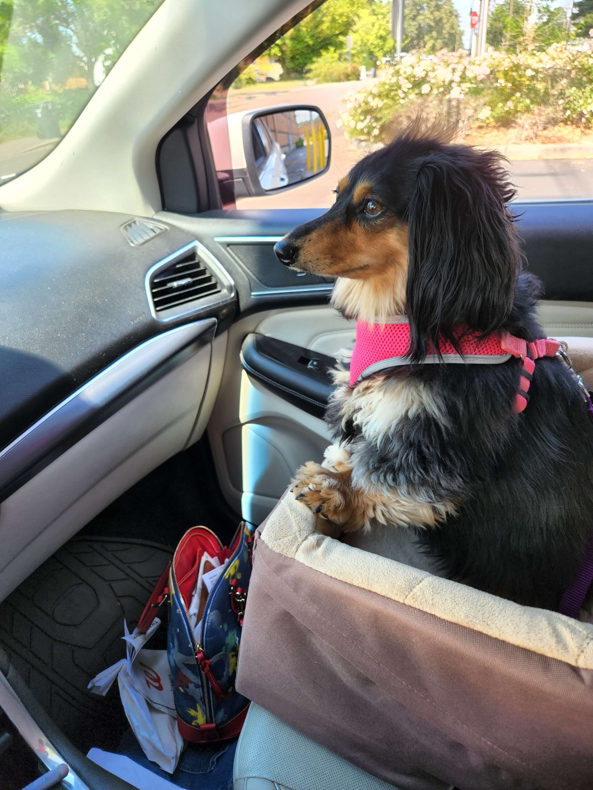 dog sits inside the car